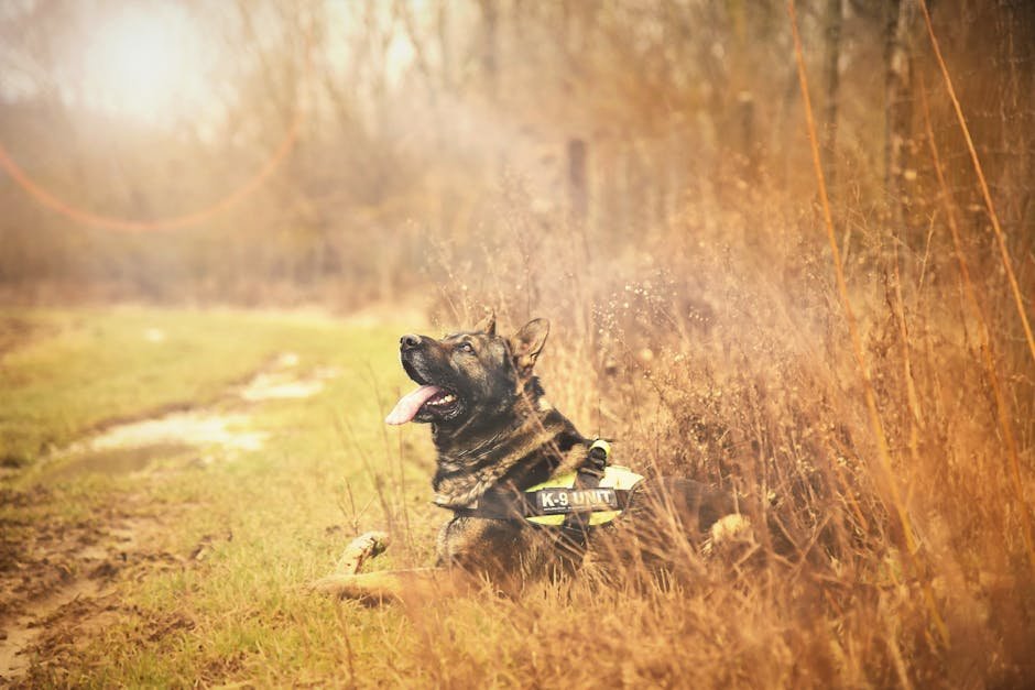 How to Potty Train a German Shepherd Dog: Proven Tips