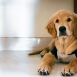 How to Potty Train a House Dog: Expert Tips Revealed