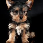 How to Potty Train a Yorkie Dog: Expert Tips & Tricks