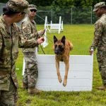 How to Train Dog Not to Jump on People: Expert Tips