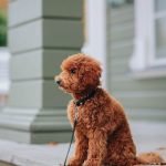 How to Train a Dog Not to Jump: Easy Steps