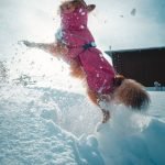 How to Train a Dog Not to Jump: Expert Tips Revealed