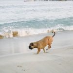 Hyper Active Dog: Unleashing Energy and Fun Tips