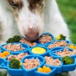 Iams Digestive Health Dog Food: Optimal Canine Nutrition