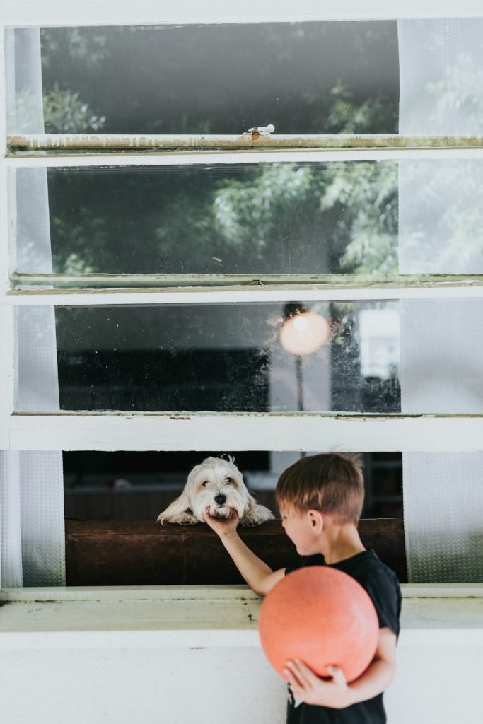 Indoor Activities With Dogs: Fun Bonding Ideas