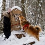 Indoor Activities for Dogs in Winter: Fun & Cozy Ideas