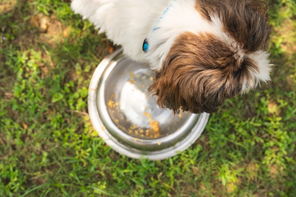 Inflammatory Bowel Disease in Dogs Diet: Essential Tips