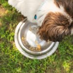 Inflammatory Bowel Disease in Dogs Diet: Essential Tips