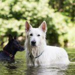 Insurance for Dog Rescue Groups: Essential Coverage Guide
