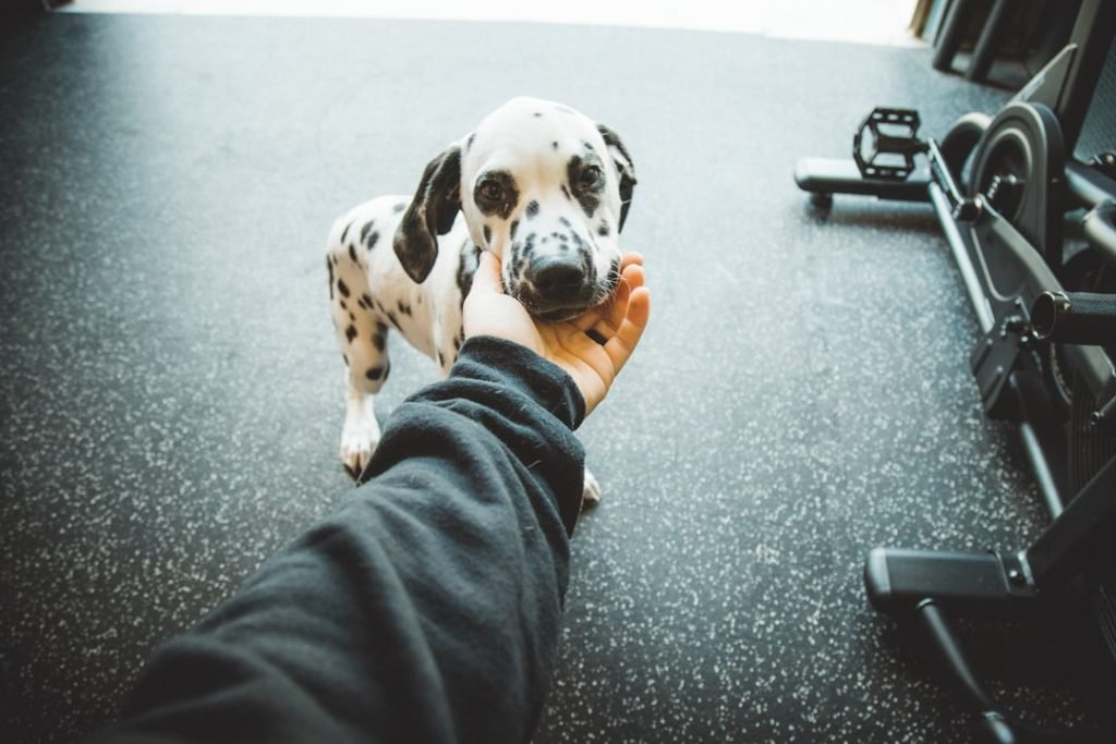 Insurance for Dog Training: Protect Your Pup’s Future