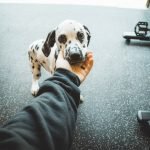 Insurance for Dog Training: Protect Your Pup’s Future
