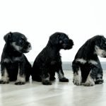 Insurance for Dogs Price: Affordable Plans Explained