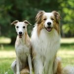 International Health Certificate for Dogs: Your Essential Guide