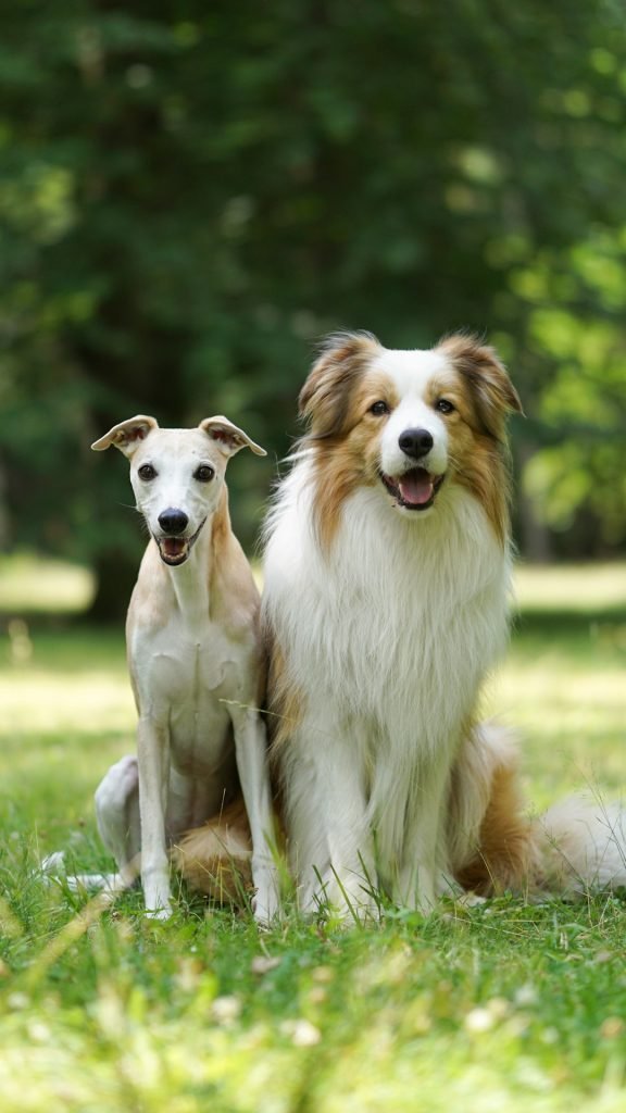 International Health Certificate for Dogs: Your Essential Guide