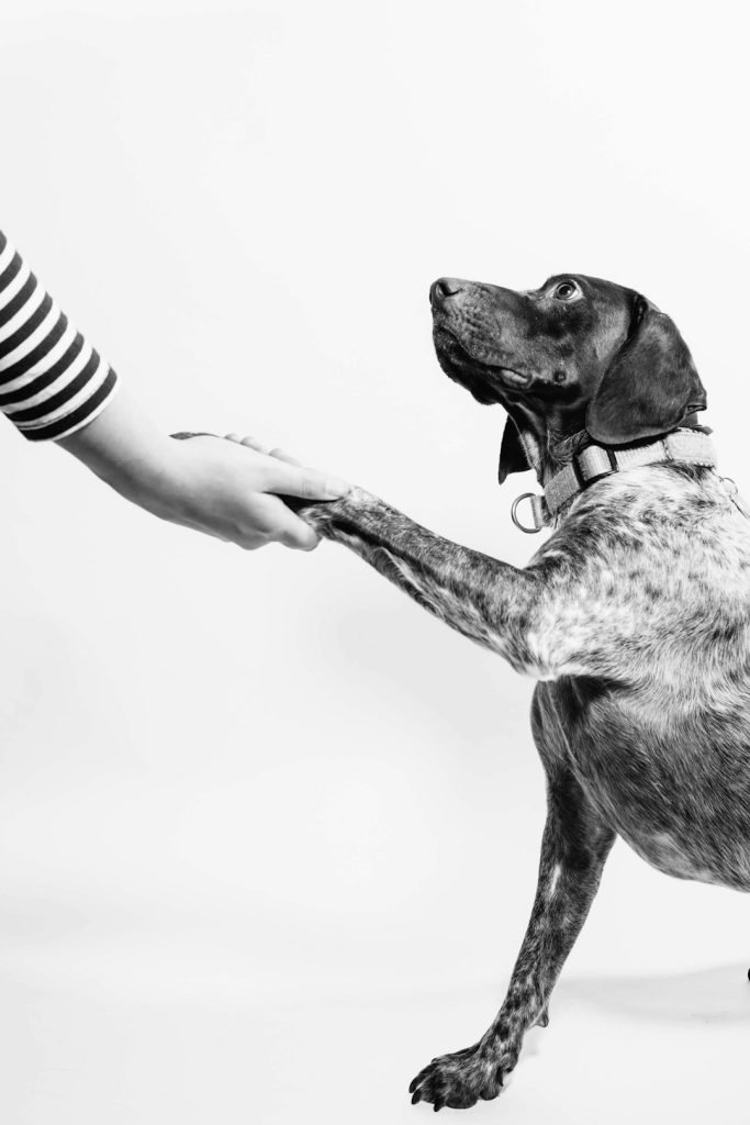 Jealous Dog Behaviour: Understanding & Managing It