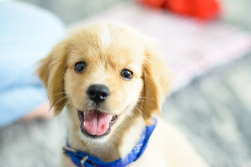 Lab Dog Health: Vital Tips for Happy Pups