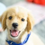 Lab Dog Health: Vital Tips for Happy Pups