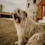 Large Fluffy Dog Breeds: Ultimate Guide & Photos