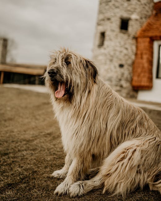 Large Fluffy Dog Breeds: Ultimate Guide & Photos