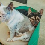 Lazy Dog Breeds: Discover the Perfect Couch Companions