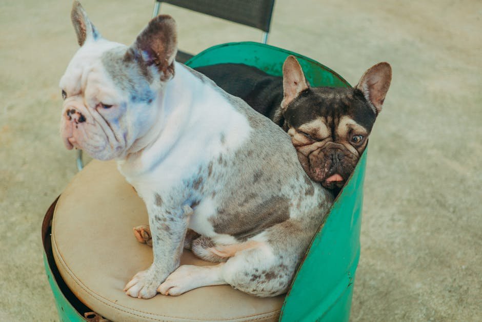 Lazy Dog Breeds: Discover the Perfect Couch Companions