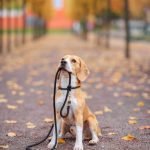 Lead the Way Dog Training: Unleash Your Dog’s Potential