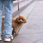 Liability Insurance for Dog Owners: Essential Protection