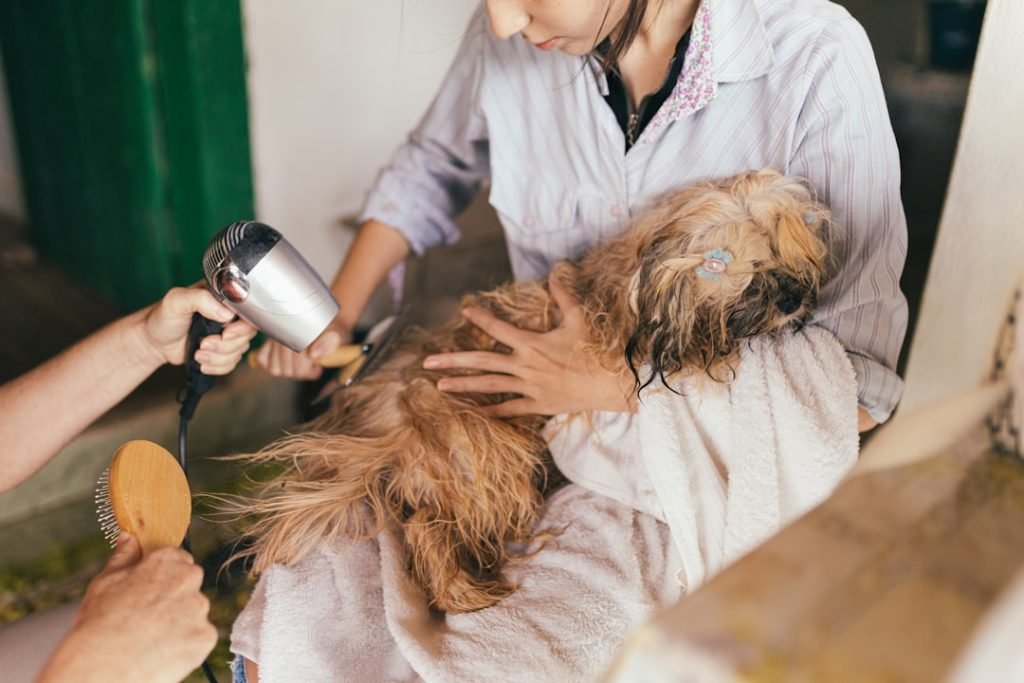 License for Dog Grooming: Essential Steps to Success
