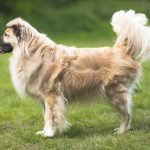 Long Hair Dog Breeds: Majestic and Fluffy Companions