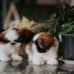 Low Maintenance Dog Breeds: Effortlessly Perfect Pets