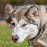 Malamute Dogs for Adoption: Find Your Loyal Companion