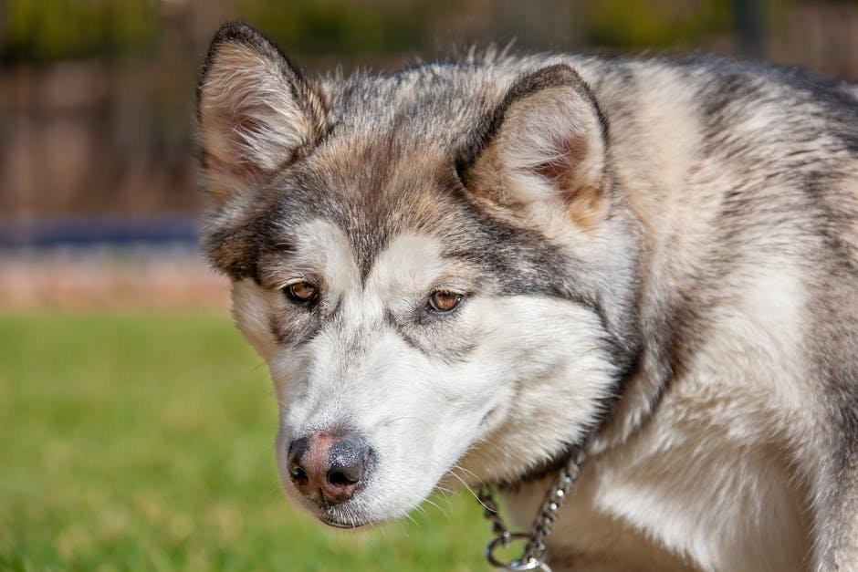 Malamute Dogs for Adoption: Find Your Loyal Companion