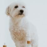 Maltese Dog Health Problems: Essential Care Tips