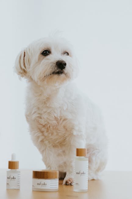 Maltese Dog Health Problems: Essential Care Tips