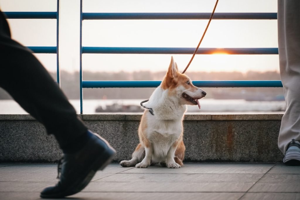 Mental Health Dog: Boosting Well-being Through Canine Companions