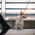 Mental Health Dog: Boosting Well-being Through Canine Companions