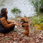 Michael Ellis Dog Training: Transform Your Pet’s Behavior