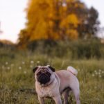 Military Dog Breeds: Elite Canine Heroes Unleashed