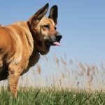 Most Active Dog Breeds: Unleash Their Energy