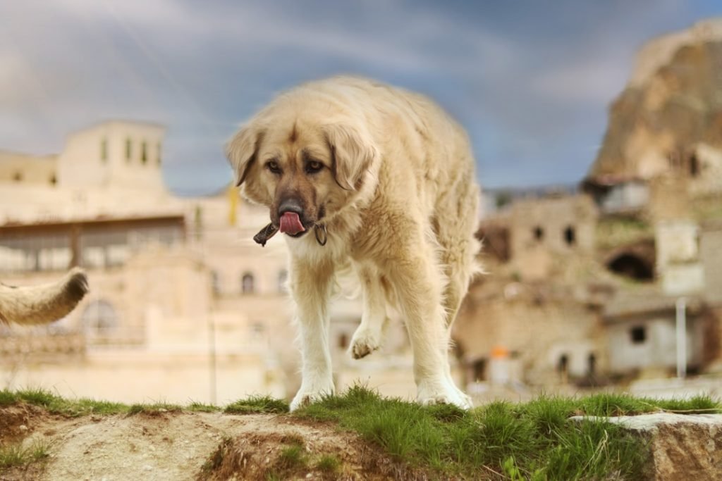 Most Ancient Dog Breeds: Timeless Canine Companions