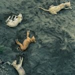 Multi Pet Insurance for Dogs: Protect Your Pack