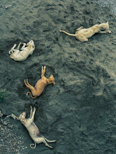 Multi Pet Insurance for Dogs: Protect Your Pack