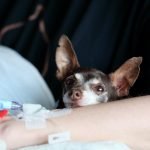 My Dog Got Nicked at Groomer: Tips for Recovery