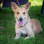 National Rescue Dog Day: Celebrate Love and Loyalty 2025