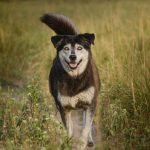 Nationwide Insurance Dog: Protecting Your Furry Friend