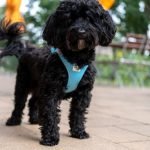 Nicest Dog Breeds: Discover Your Perfect Pup Companion