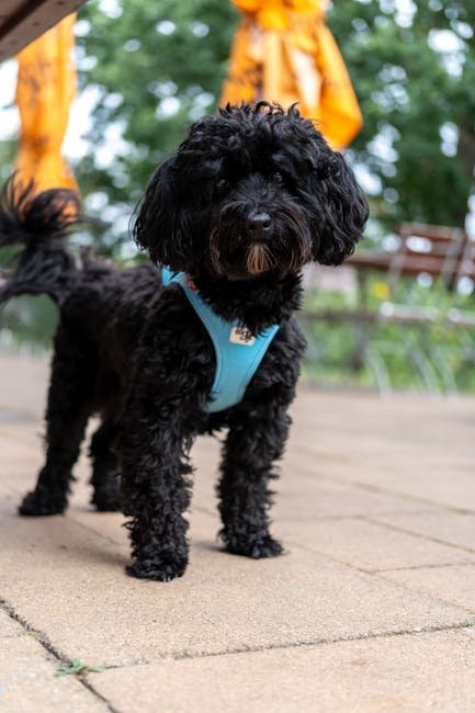 Nicest Dog Breeds: Discover Your Perfect Pup Companion