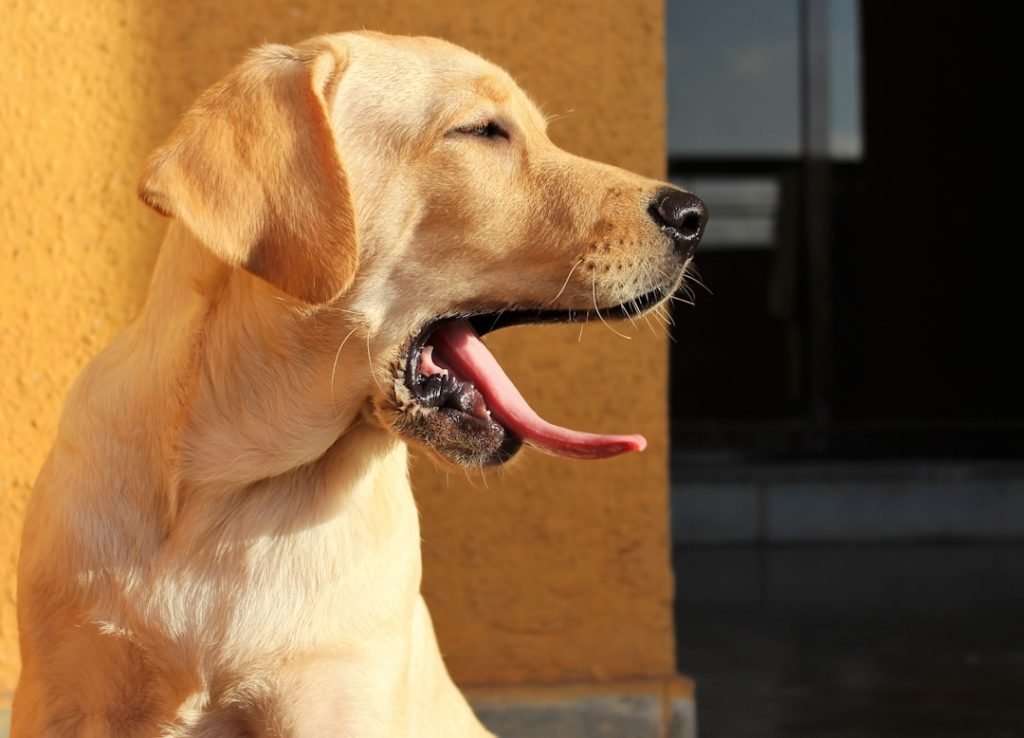 Nps Dog Trainer: Master Canine Behavior Today