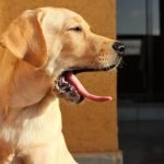 Nps Dog Trainer: Master Canine Behavior Today