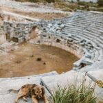 Oldest Dog Breeds: Discover Ancient Canine Lineages